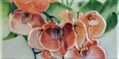   Orquideas Naranja Cenefa-1 10 x 20 10x20