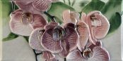   Orquideas Rosa Cenefa-1 10 x 20 10x20