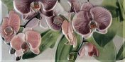   Orquideas Rosa Cenefa-3 10 x 20 10x20