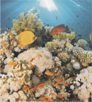   Corals Ceradim 45x50