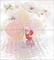 16 Orchid Ceradim 45x50