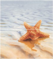  1 Starfish Ceradim 45x50