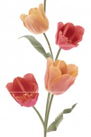  Tulips Calidos Varna Keros 50x75