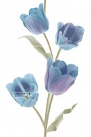  Tulips Frios Varna Keros 50x75