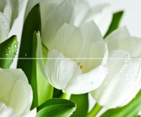  Verde Tulipan Arco Polcolorit 60x50