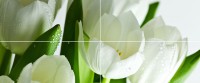  Verde Tulipan Arco Polcolorit 120x50