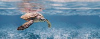  Turtle Ocean   50x20